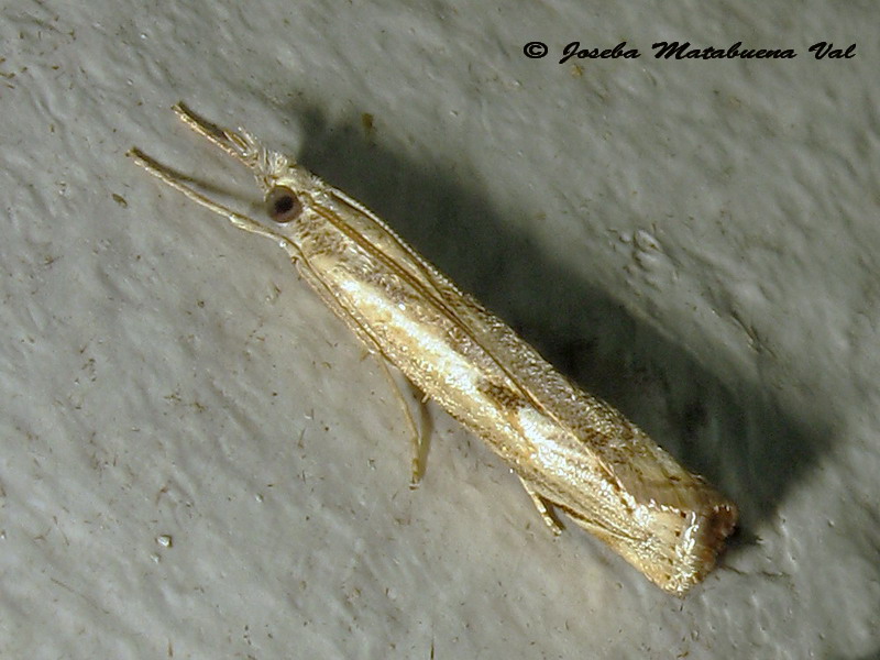 Crambidae da id - Agriphila geniculea